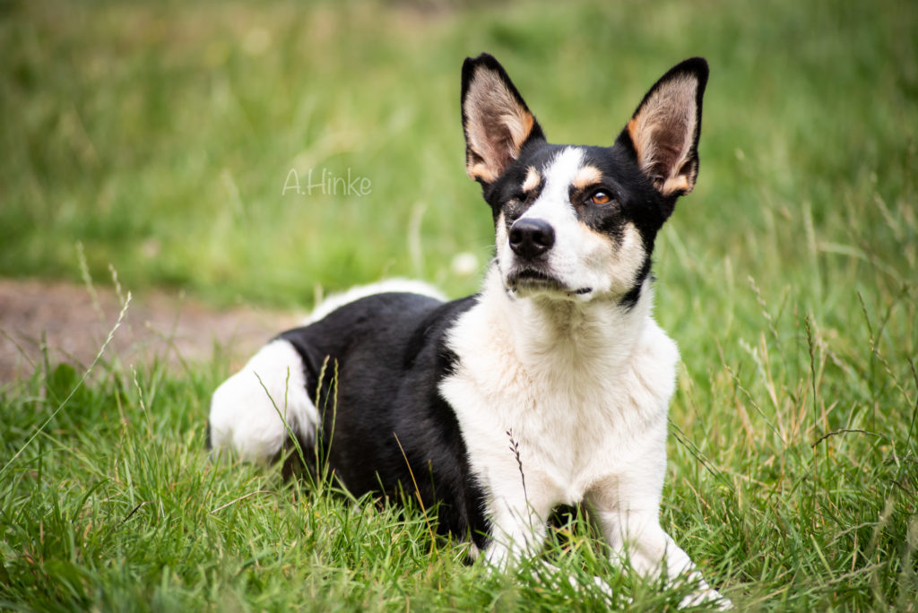 Hunde Archiv Tierheim Neumünster