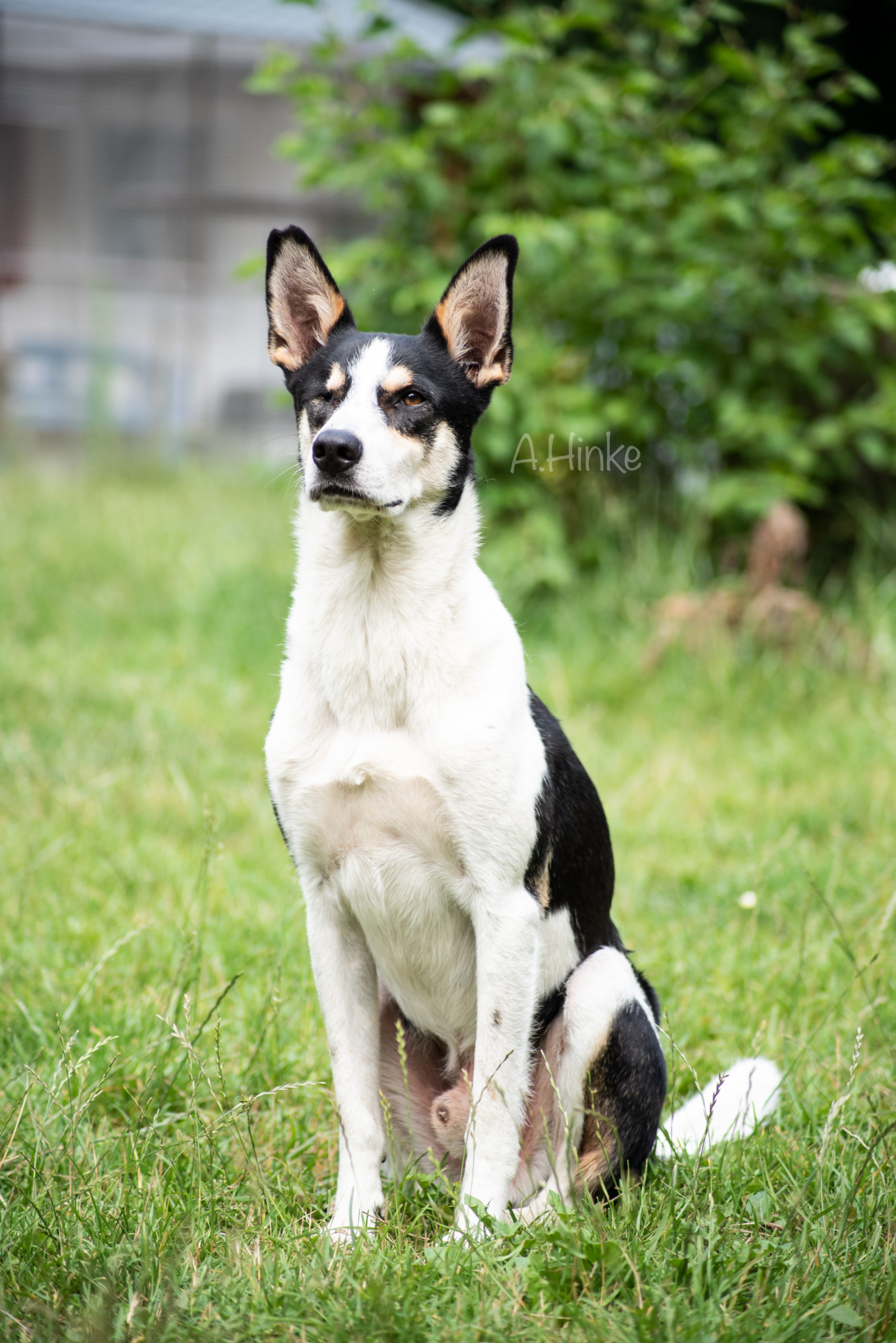 Hunde Archiv Tierheim Neumünster