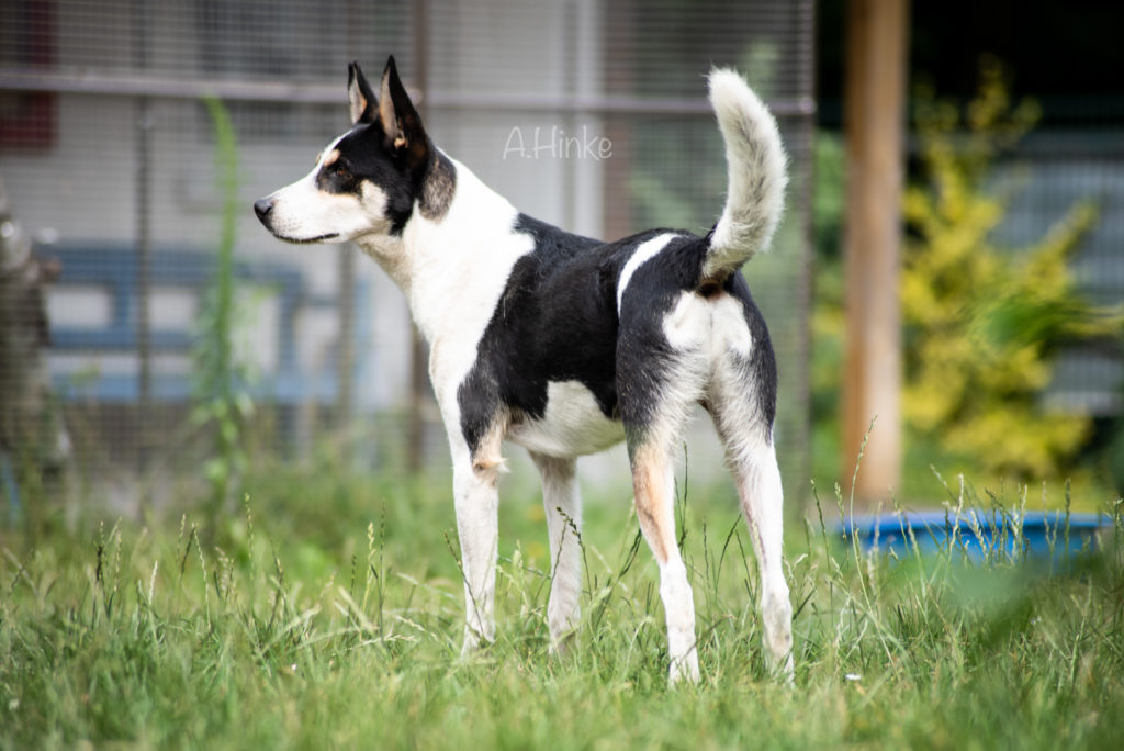 Hunde Archiv Tierheim Neumünster