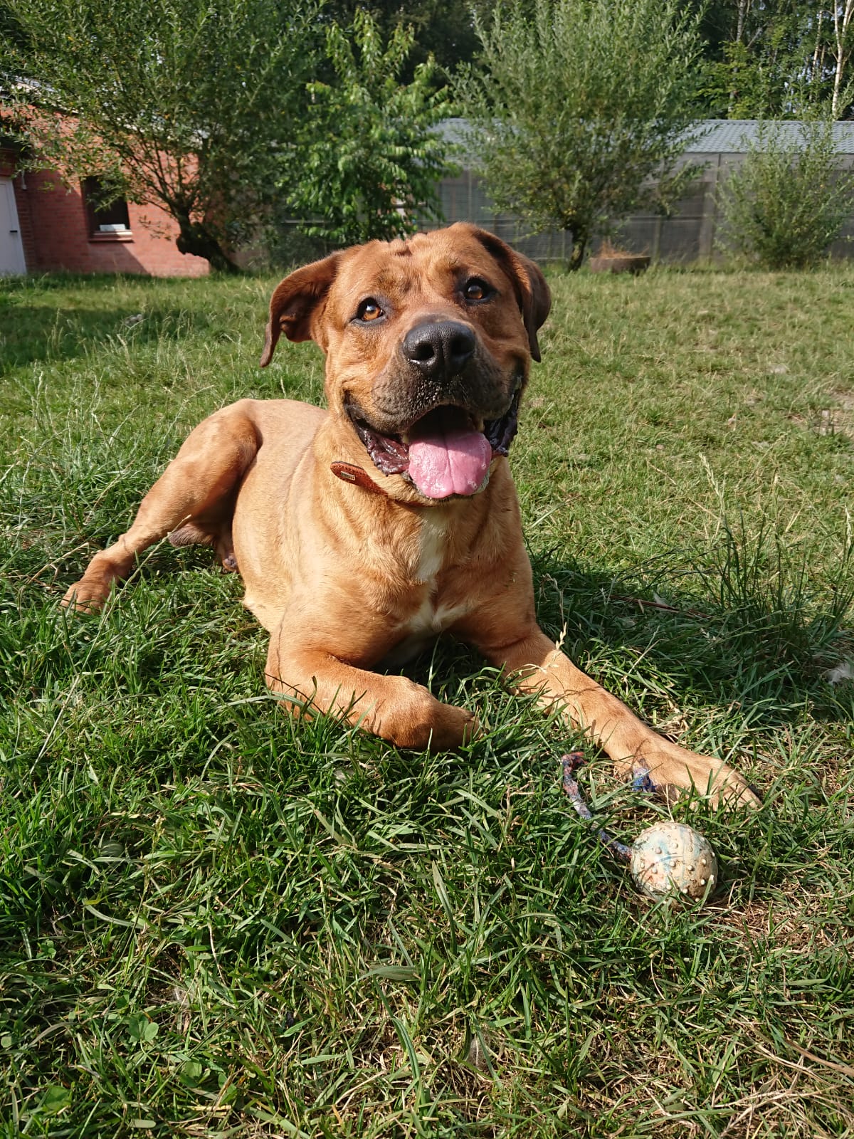 Hunde Archiv Tierheim Neumünster