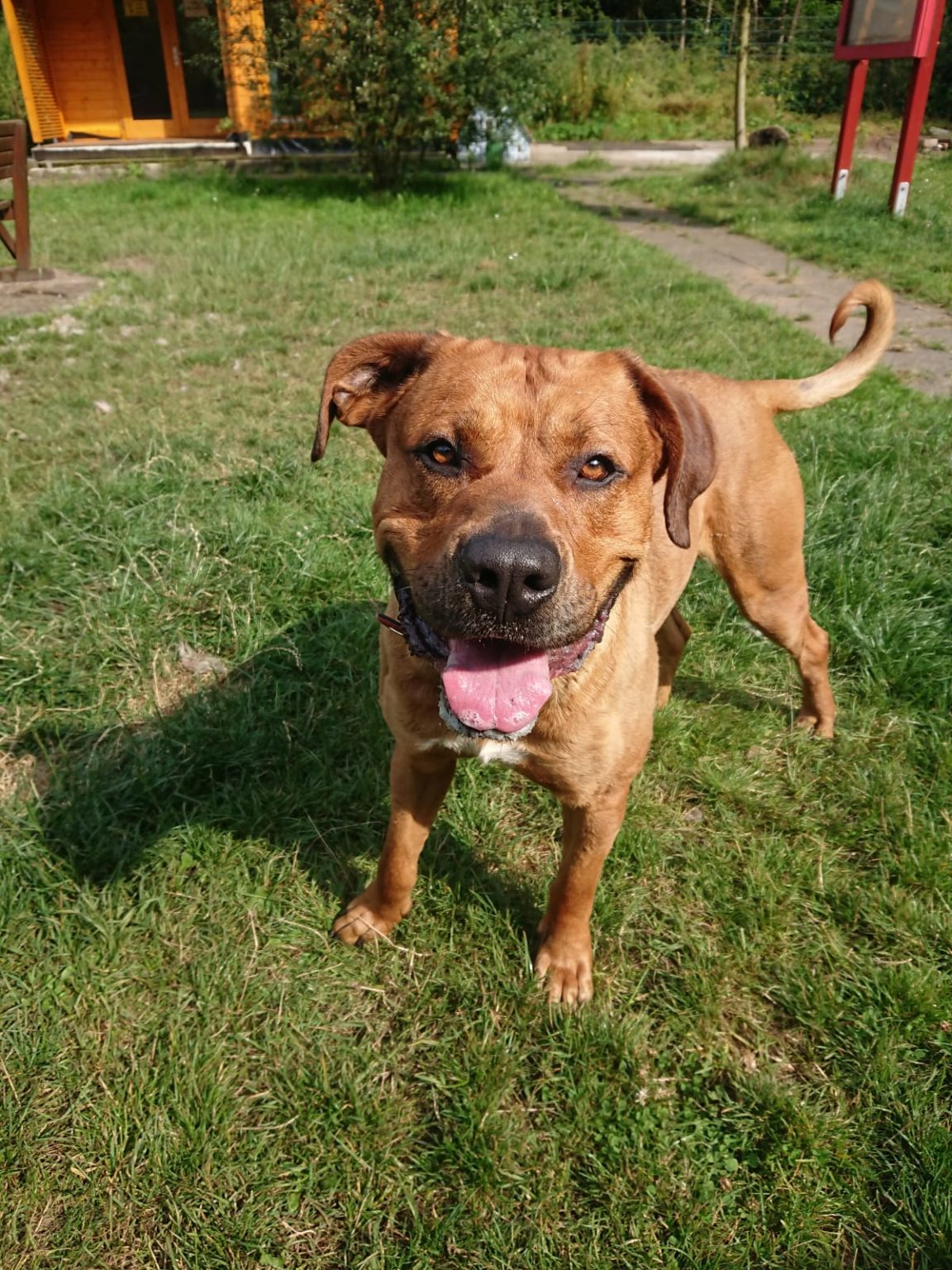 Hunde Archiv Tierheim Neumünster