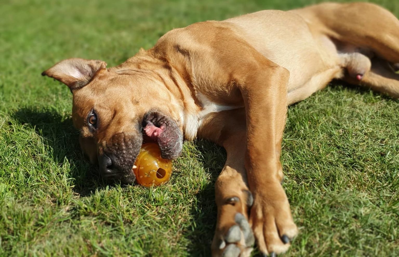 Hunde Tierheim Neumünster