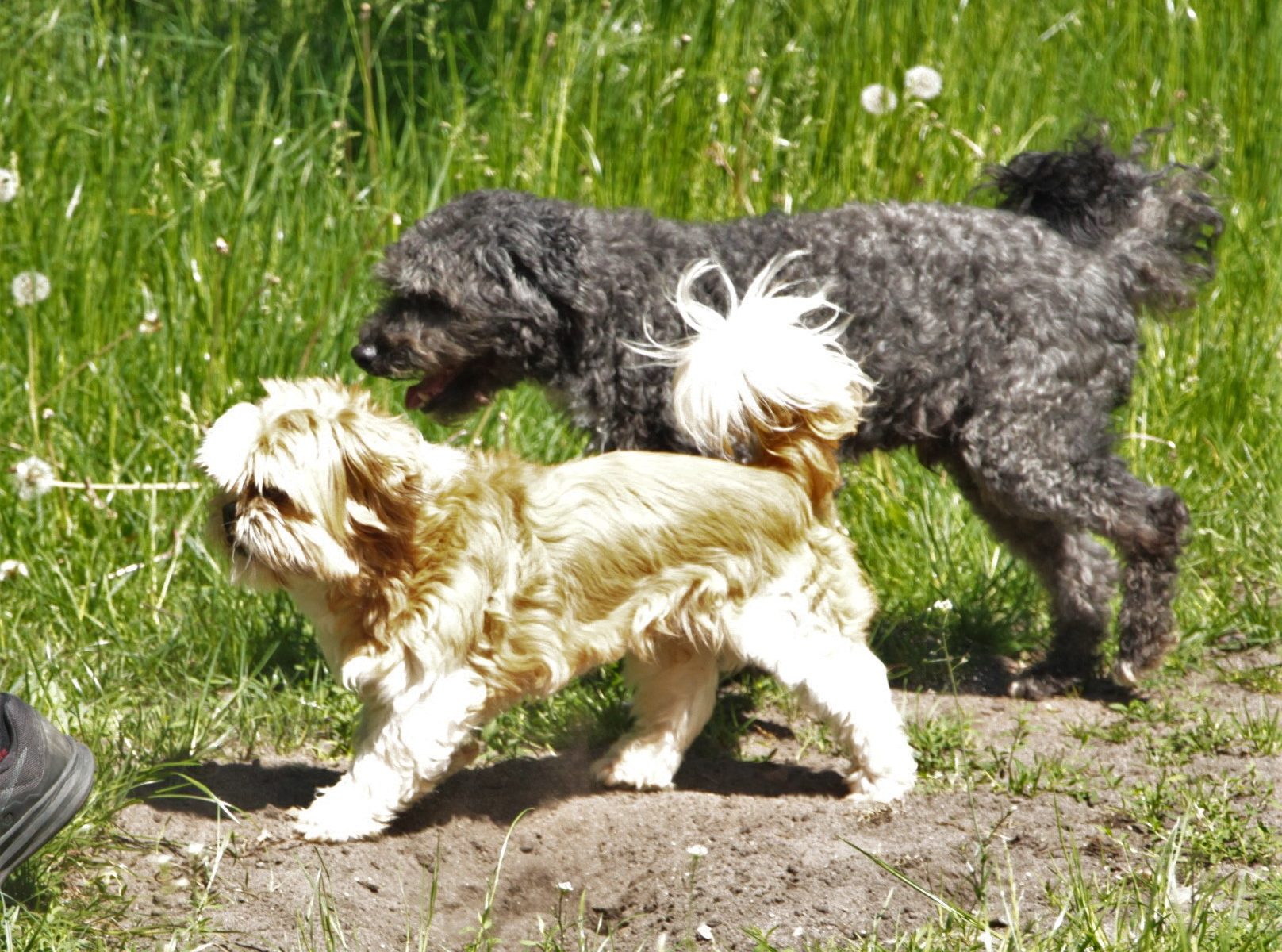 Hunde Archiv Tierheim Neumünster